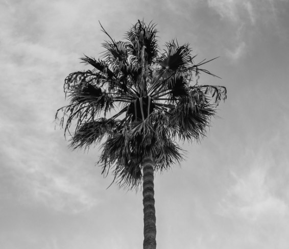 Palm tree